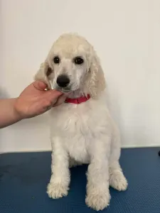 Poodle Standard - Giant Miracles Extazy Lady In White Inara