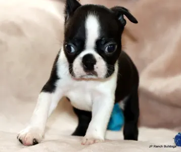 Boston Terrier - Ceasar Onhold