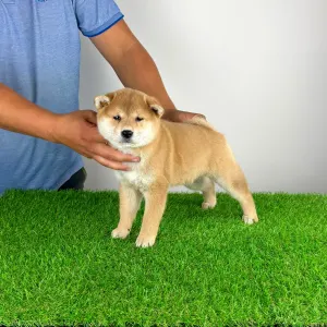 Shiba - Taiyo