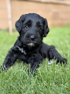 Caine de apa portughez - Bailey