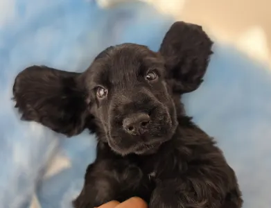 Английский кокер-спаниель - Silent Knight