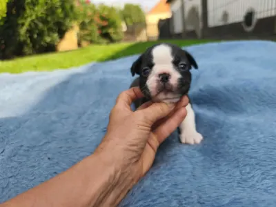 Boston Terrier - Gerbera