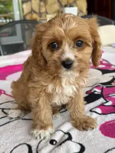 Cavapoo - Folti