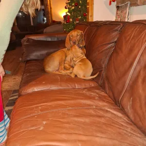 Rövidszőrű magyar vizsla - Haz Rutin