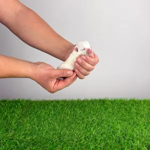 West Highland White Terrier - Hobo