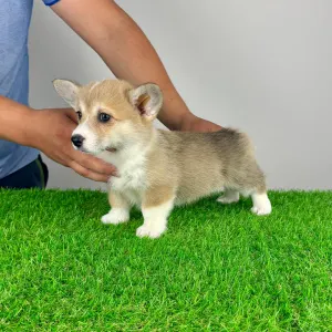 Welsh Corgi Pembroke - Rina