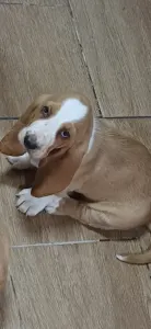 Basset Hound - Ciklon