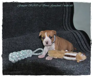 Amerikanischer Staffordshire Terrier - Gangster Bro