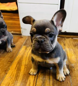 French Bulldog - Thor