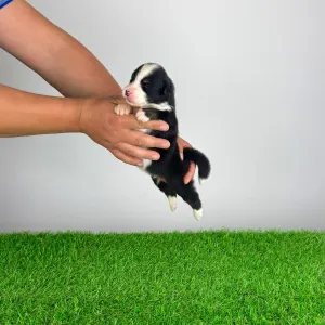 Australian Shepherd - Grudo