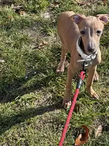 Italienisches Windspiel - Vedetta