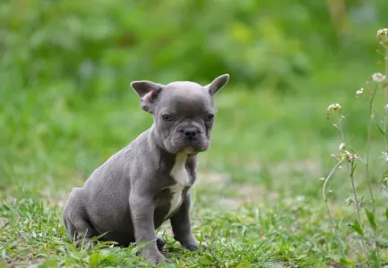 French Bulldog - Málna