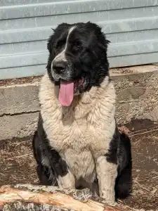 Central Asia Shepherd Dog - Gidzhara Iz Zamka Larisi