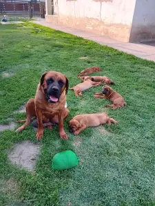 Kai - Tamatsu Amerci Daride Kennel