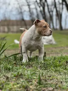 American Bully - Pocket - Bambi
