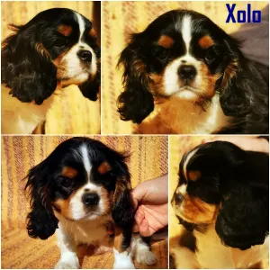 Kavalír King Charles španěl - Xolo