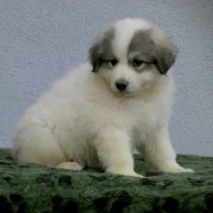 Pyrenean Mountain Dog - Candybelldream Emily
