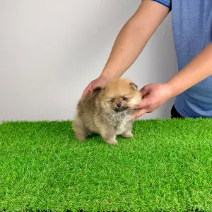 German Pomeranian Spitz - Sunkiss