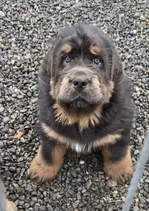 Tibetan Mastiff - Atlas