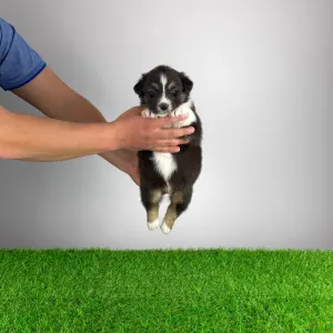 Owczarek astralijski aussie - Bastian