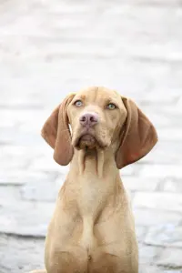 Hungarian Short-haired Vizsla - Halston Be Mine Is Looking For A Loving Family. Dob: 2023.10.29.  Both Parents Are Strong, Health Tested, Great Temper. She Has A Fci Pedigree, Vaccination Program, Chip And Passport. Delivery Can Be Arranged Worldwide.