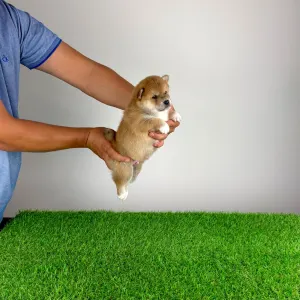 Shiba - Whoops