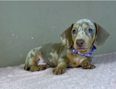 Dachshund - Harry