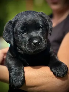 Labrador Retriever - Diasense Labrador Kennel