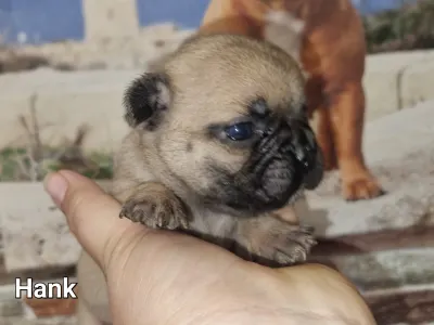 Französische Bulldogge - Hank