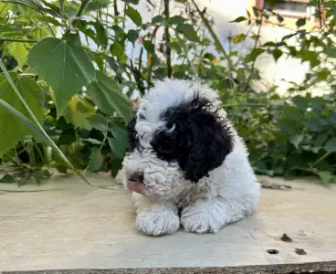 Lagotto Romagnolo - Pearl Hart
