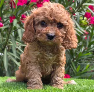 Cavapoo - Jonny