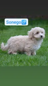 Maltipoo - Sonego