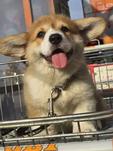 Corgi galez Pembroke - Gingers Heritage Prince Of Skiathos