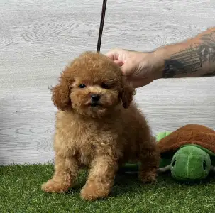 Barbone toy - Veruschka( Teacup/toy)