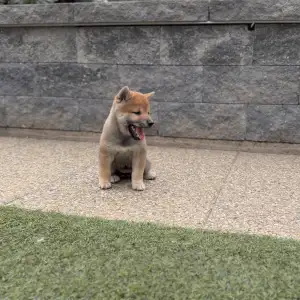 Shiba - Bravados Iria