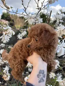 Pudla - patuljasta - Axel Christina Diamond Dream