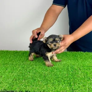 Yorkshire terrier - Emios
