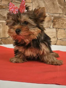 Yorkshire Terrier - Carmen