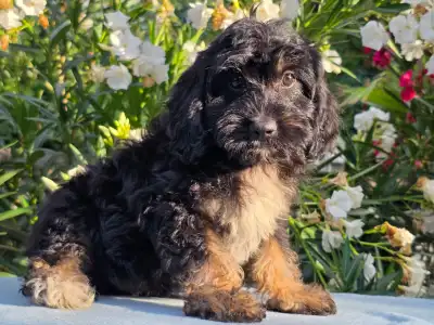 Cavapoo - Figo