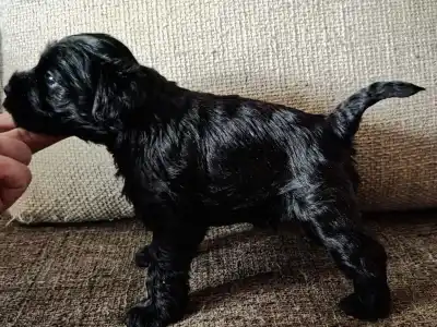 Miniature Schnauzer - Herkules