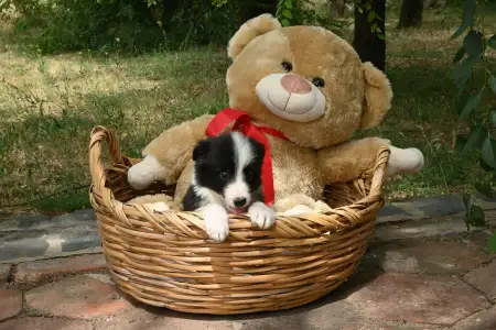 Border Collie - Dazzling Borders Believe In Wonders