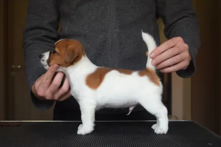 Jack Russell Terrier - Sancho