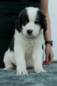 Landseer - Aiko