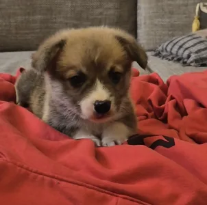 Pembroke Welsh Corgi - Ducato
