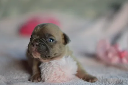 Französische Bulldogge - Nala