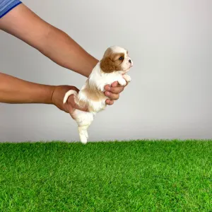Cavalier King Charles Spaniel - Neele