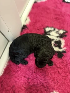 Poodle Standard - Black Boy Ii
