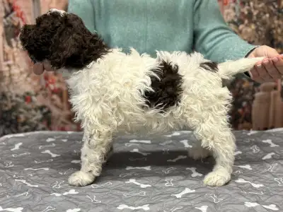 Romagna Water Dog - Grain Of Sand Oprah Winfreys Show 