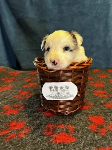 Border Collie - Geraniol