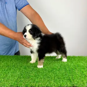 Australian Shepherd - Grudo